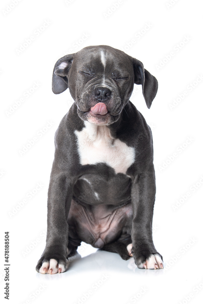 Puppy licks its mouth isolated on white background