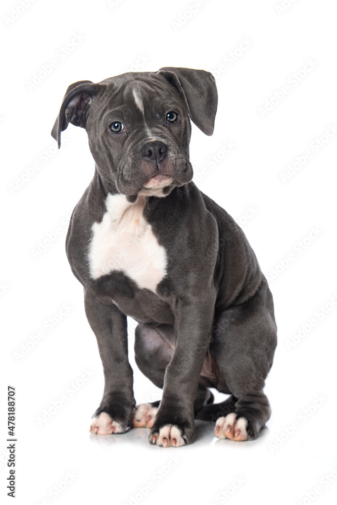 Bulldog puppy sitting isolated on white background