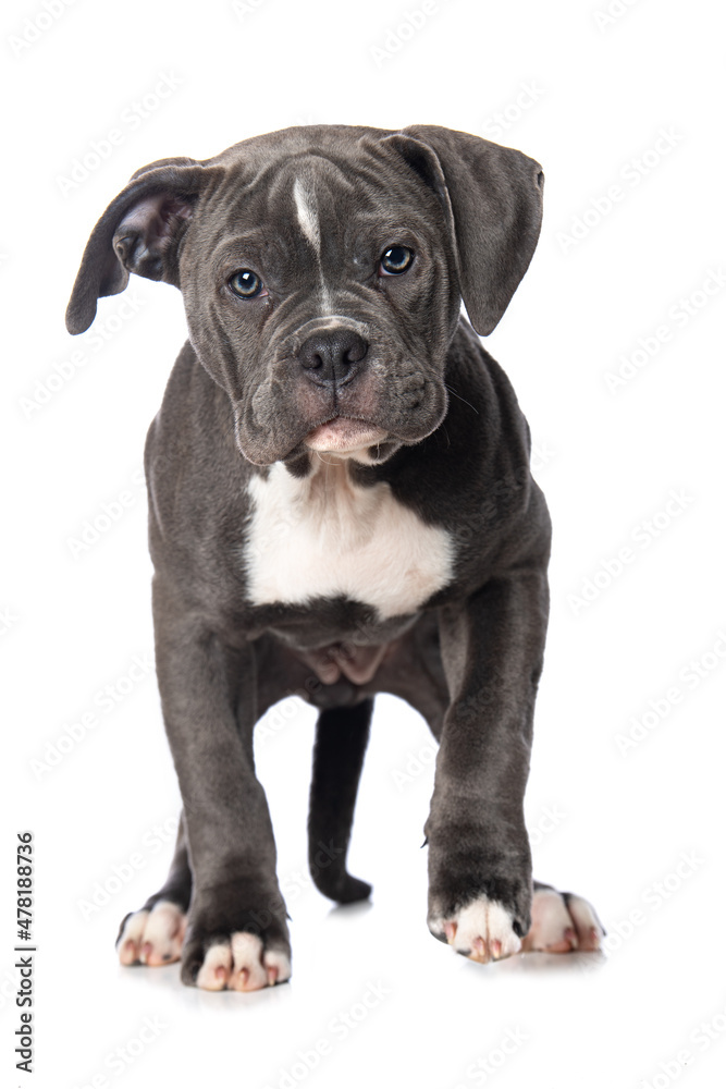 Bulldog puppy standing isolated on white background