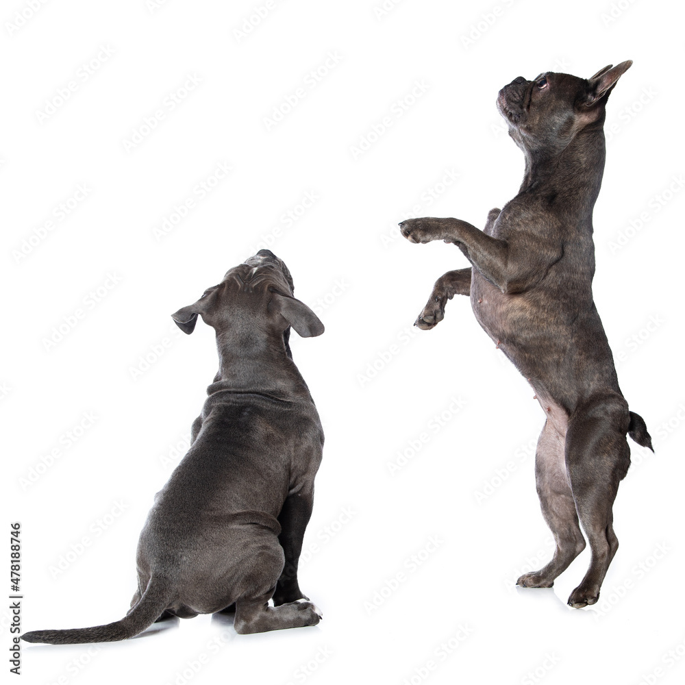 Two dogs looking up isolated on white background