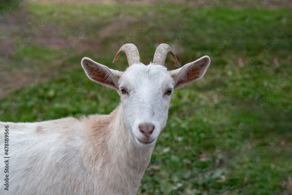 White Kiko Goat closeup surrounded by green grass White Kiko Goat closeup surrounded by green grass