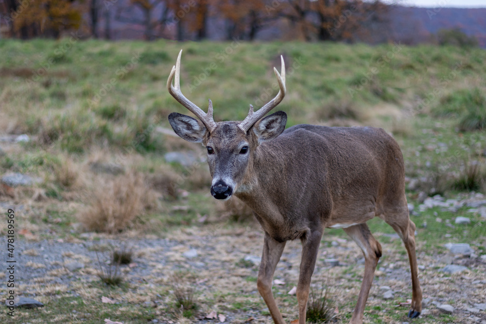 Whitetail deer buck (Cervidae) with large rack in grassy field on a late fall afternoon Whitetail deer buck (Cervidae) with large rack in grassy field on a late fall afternoon