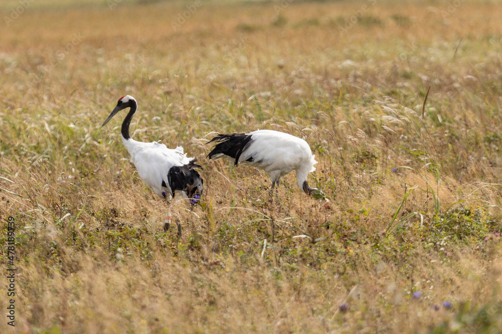 Two red-crowned cranes. Kunashir Island. South Kuriles Two red-crowned cranes. Kunashir Island. South Kuriles