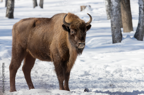 adult male bison stands in the snow on a winter day