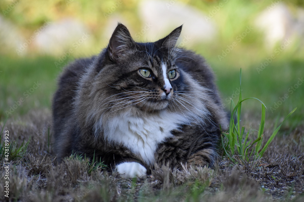 Tabby cat on grass Tabby cat on grass