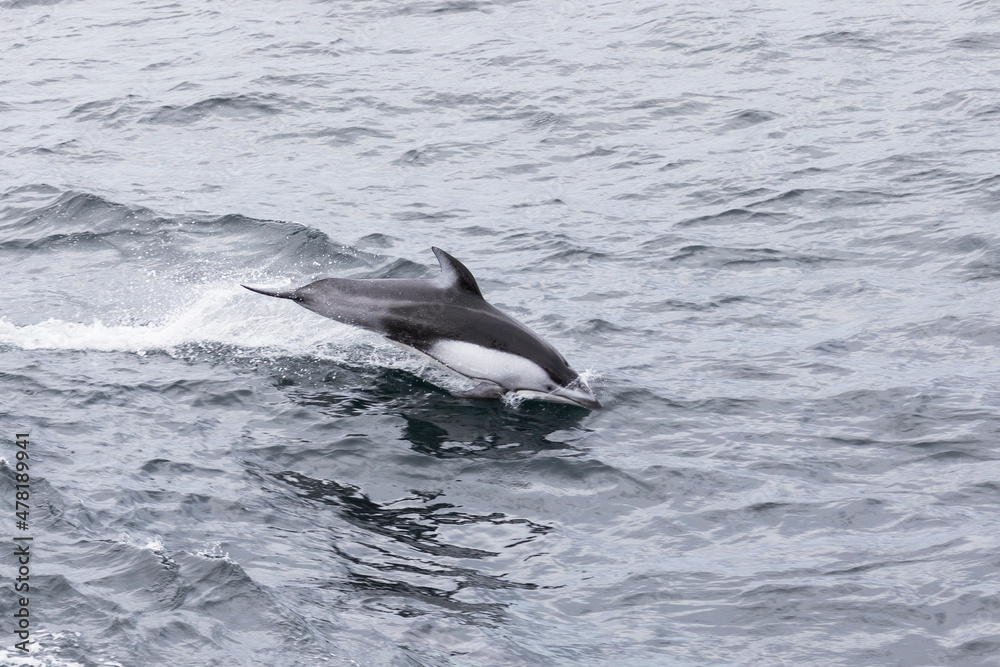 Fototapeta premium Common dolphin jumping on the waves. Sea of Okhotsk