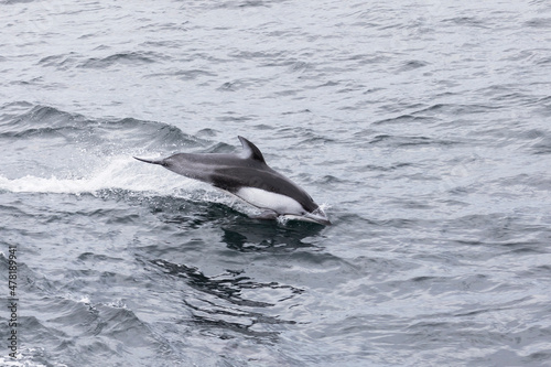 Common dolphin jumping on the waves. Sea of Okhotsk