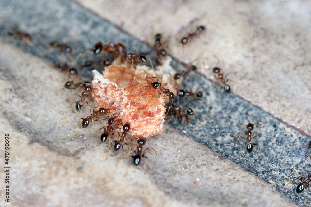 Ants - Pheidole megacepha collecting food scraps from the floor of a house. This is a dangerous pest in homes and other buildings. One of the world's 100 most destructive invasive species.