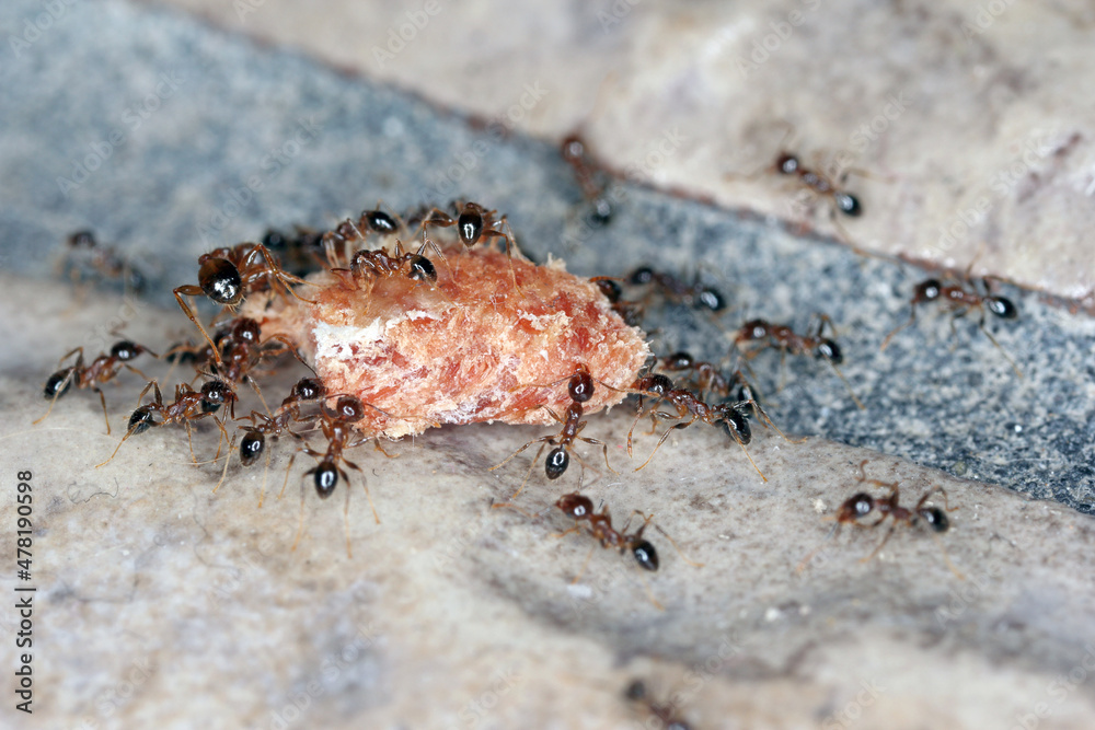 Obraz premium Ants - Pheidole megacepha collecting food scraps from the floor of a house. This is a dangerous pest in homes and other buildings. One of the world's 100 most destructive invasive species.