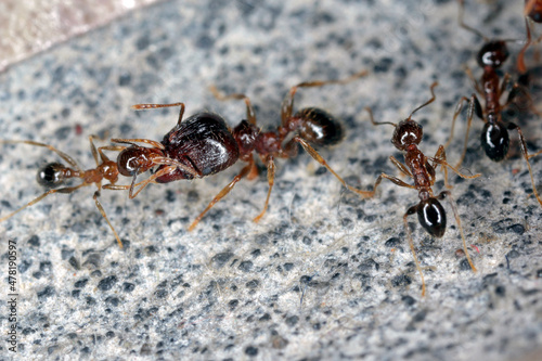 Ants - Pheidole megacepha collecting food scraps from the floor of a house. This is a dangerous pest in homes and other buildings. One of the world's 100 most destructive invasive species.