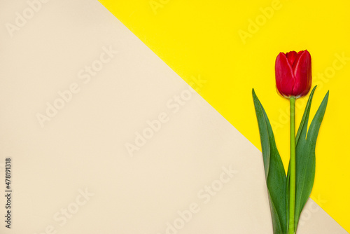 Collection of diffrenet kind of tulips on geometric color paper background. Image 1 of 16 photo