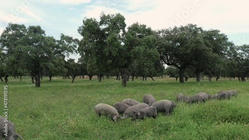 Herd of Iberian pigs eating grass and acorns in freedom in the pasture.  Montanera. Pata Negra. Dehesa.