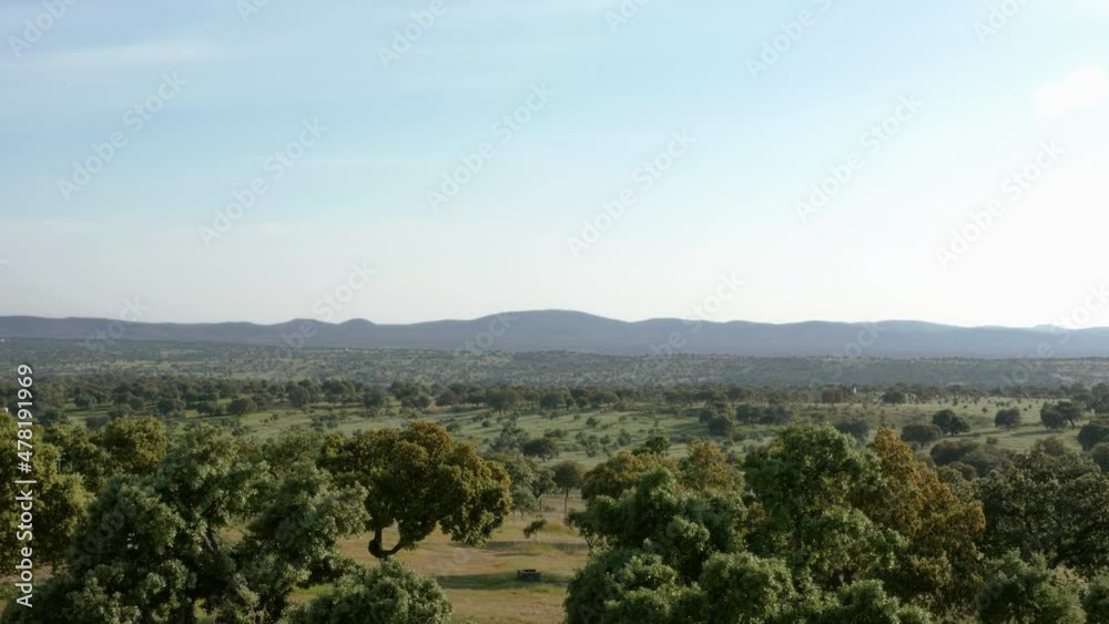 View of the dehesa landscape of the Pedroches Valley with green grass and holm oaks on a sunny day. Cordoba, Extremadura, Salamanca. Huelva. Spain. View of the dehesa landscape of the Pedroches Valley with green grass and holm oaks on a sunny day. Cordoba, Extremadura, Salamanca. Huelva. Spain.