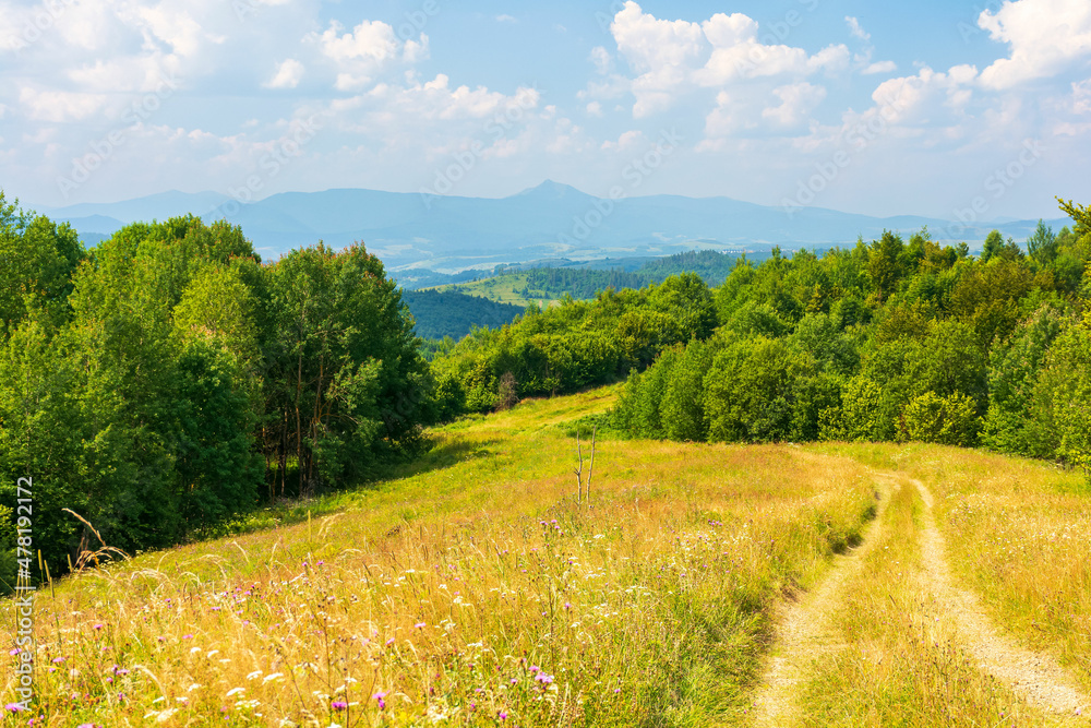 beautiful countryside of transcarpathia. sunny afternoon. scenic summer landscape in mountains. grassy meadows and forested rolling hills. scenery with rural road through green fields in evening light