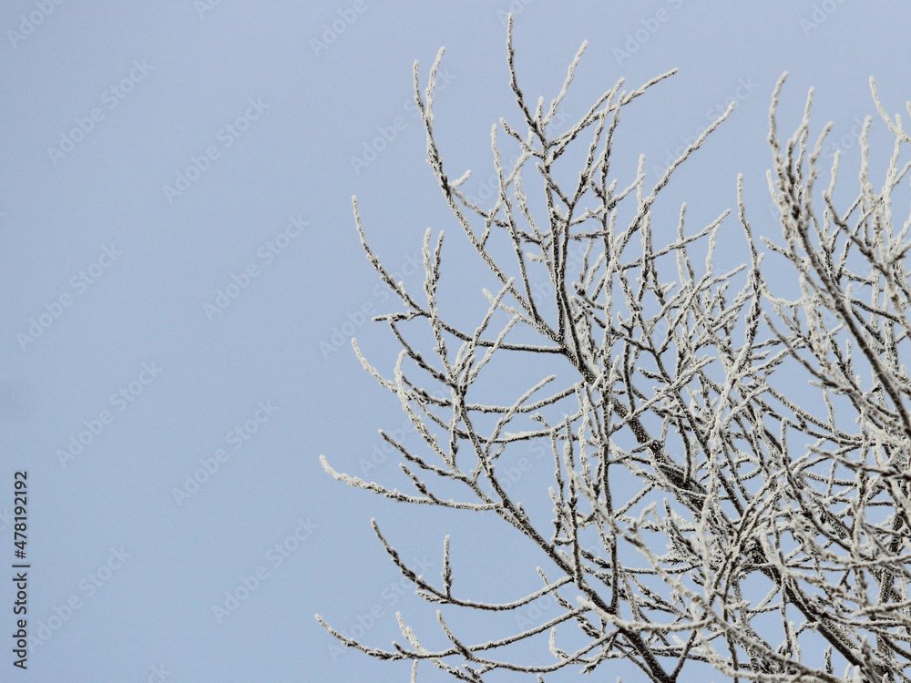 tree branches covered with ice and snow on winter morning tree branches covered with ice and snow on winter morning