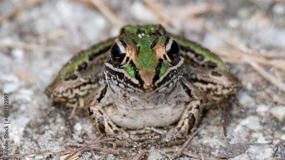 leopard frog leopard frog