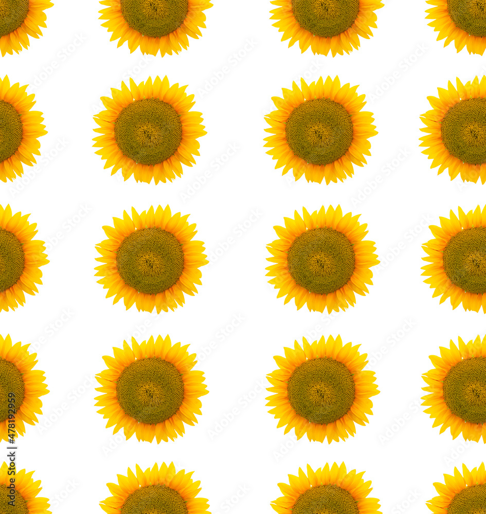 seamless pattern in sunflower heads in ryal, wallpaper with sunflowers
