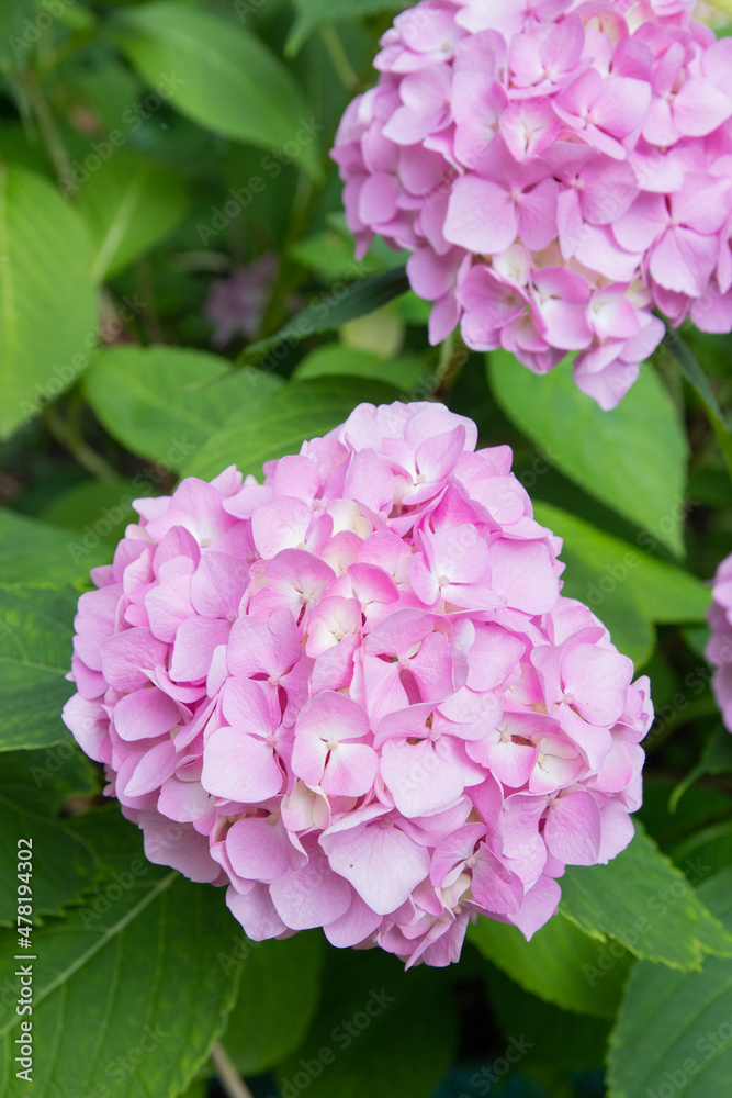 Lovely delicate blooming pink-lilac hydrangeas. Spring summer flowers in the garden
