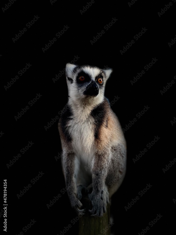 Fototapeta premium Lémurien maki catta