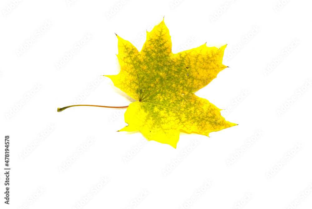 Yellow maple leaf on a white background Yellow maple leaf on a white background