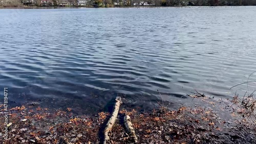 Ripples of water on the edge of Southards Pond  with two pieces of driftwood on the shore. photo