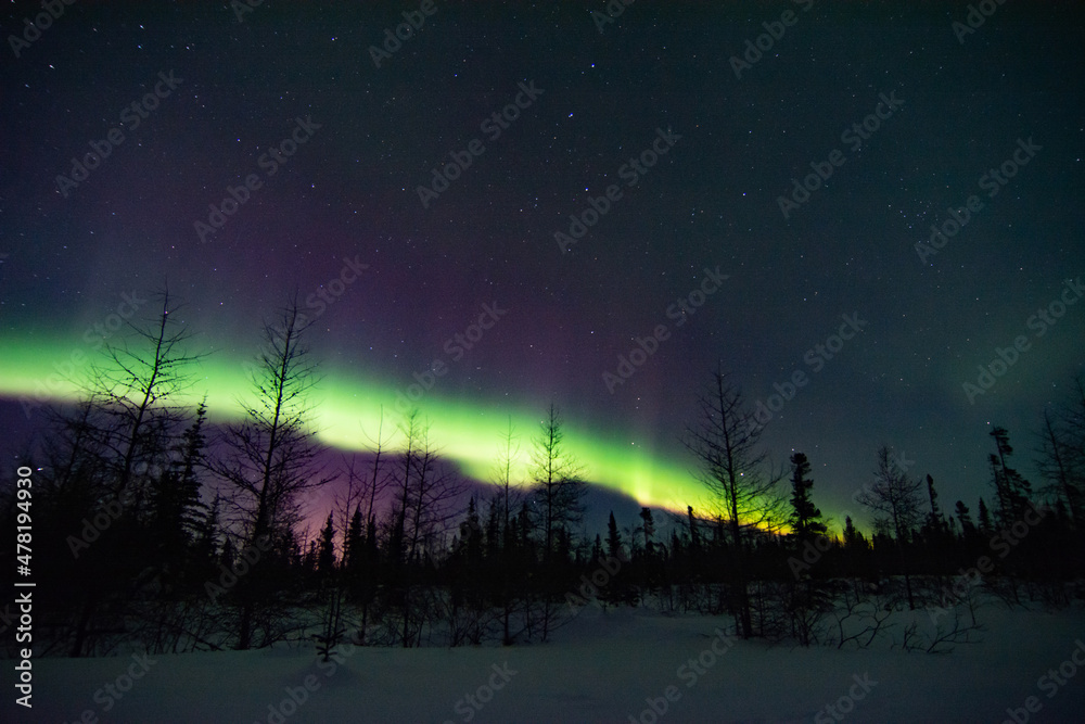 Powerful and wild northern lights fill the sky above a boreal forest treeline foreground in northern Manitoba, Canada Powerful and wild northern lights fill the sky above a boreal forest treeline foreground in northern Manitoba, Canada