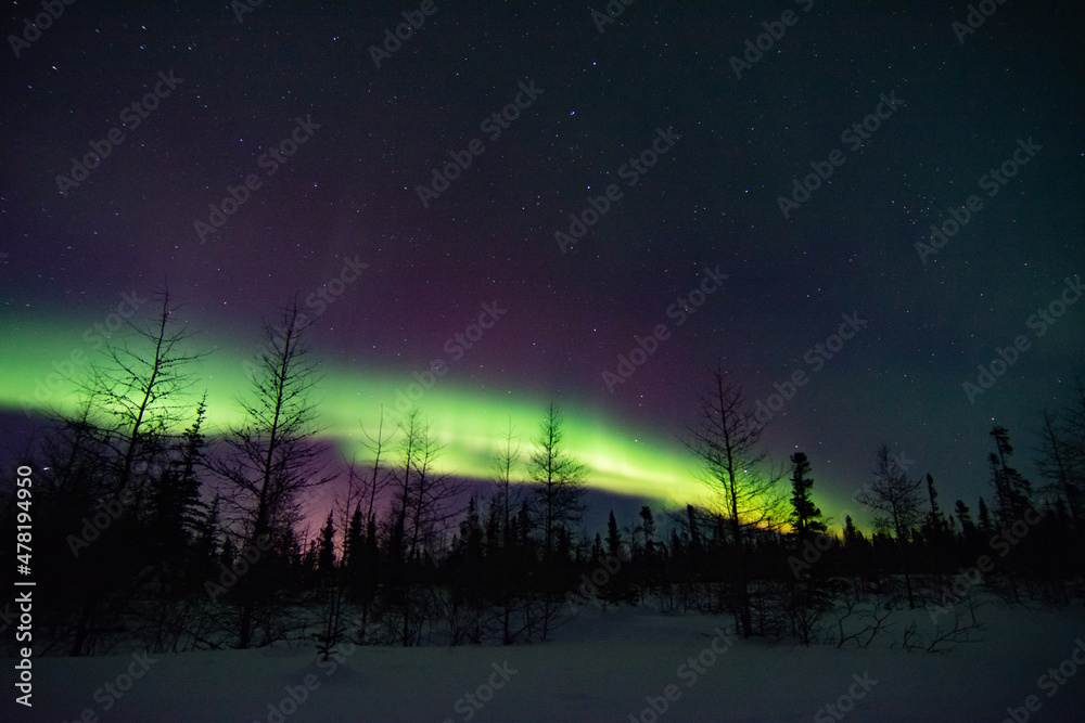 Powerful and wild northern lights fill the sky above a boreal forest treeline foreground in northern Manitoba, Canada