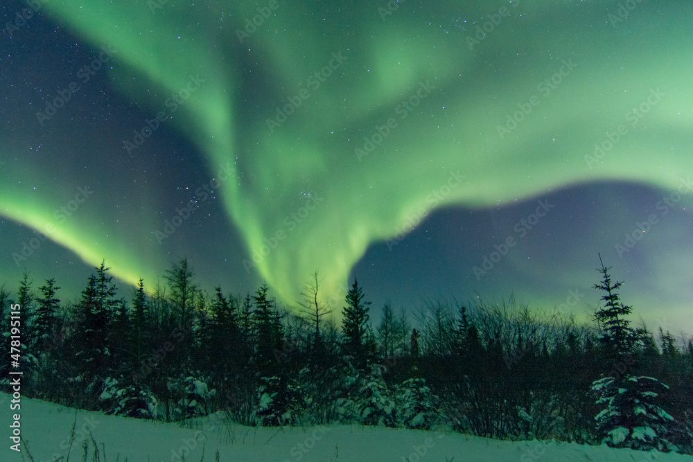 Powerful and wild northern lights fill the sky above a boreal forest treeline foreground in northern Manitoba, Canada