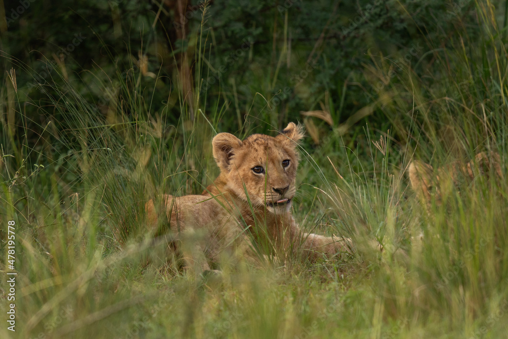 Cubs of lion hiding in the grass. Pack of lion in Queen Elizabeth National Park. Wildlife in Uganda. Cubs of lion hiding in the grass. Pack of lion in Queen Elizabeth National Park. Wildlife in Uganda.