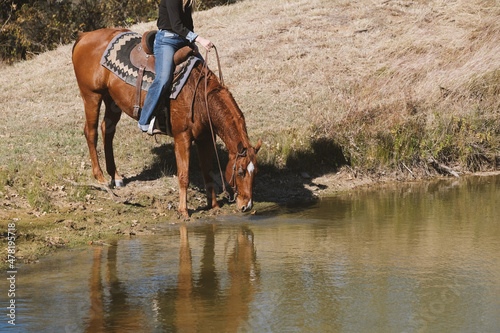 Western lifestyle with rider on horse while getting drink from pond water during ride on ranch.