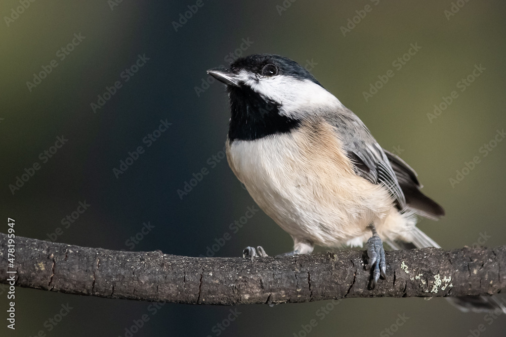Carolina Chickadee Perched Delicately on a Slender Branch Carolina Chickadee Perched Delicately on a Slender Branch