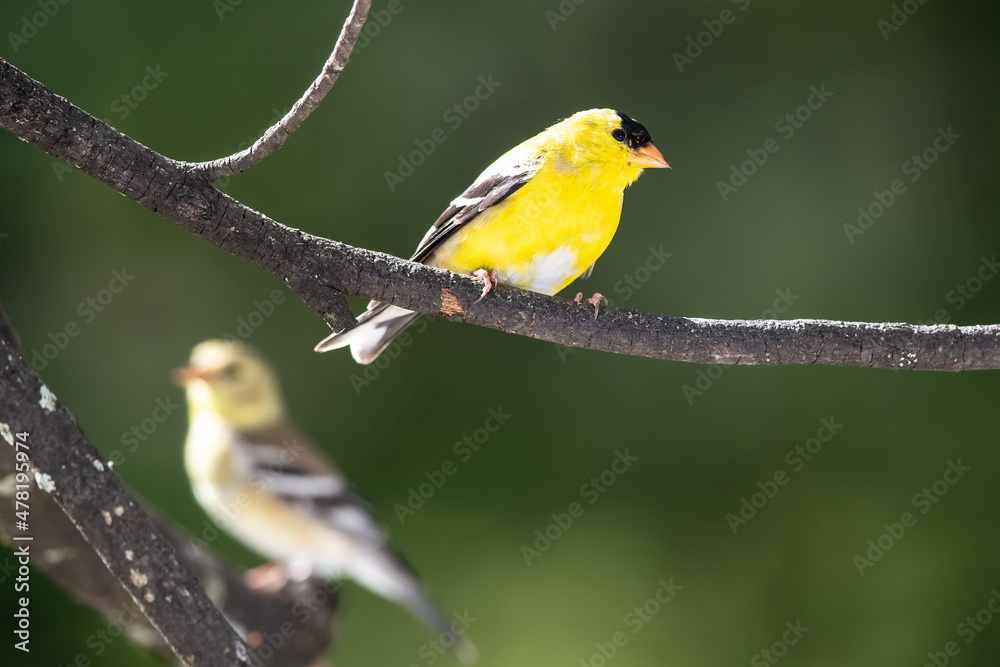Pair of American Goldfinch Perched in a Tree Pair of American Goldfinch Perched in a Tree