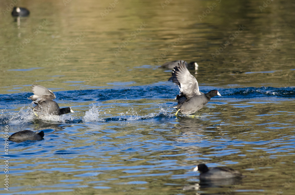 Fototapeta premium Two American Coots Engaged in a Fight on the Water