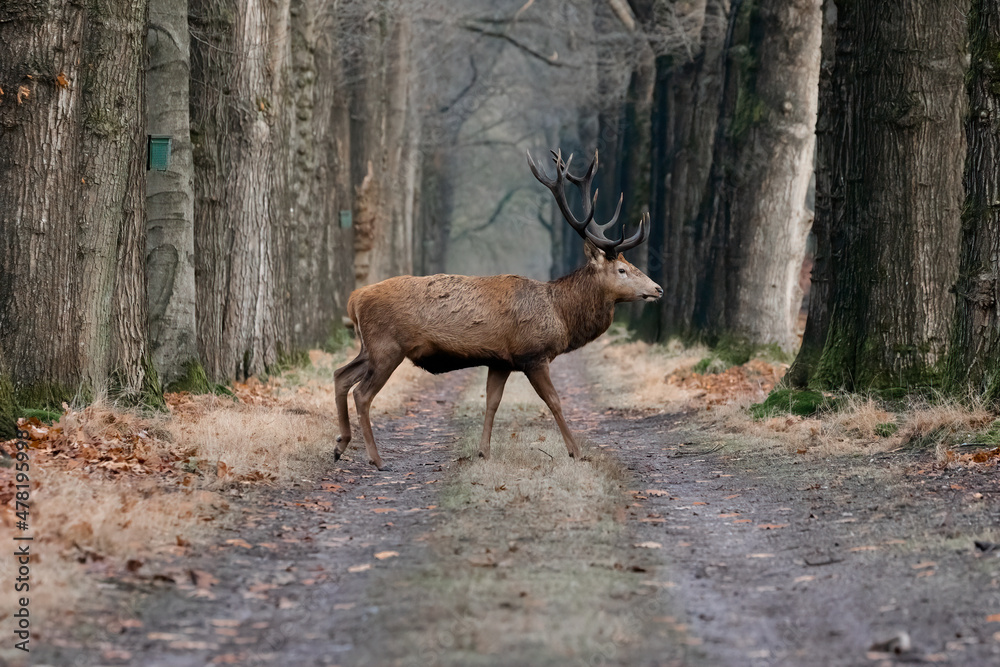 Fototapeta premium Red deer in the woods crossing the road. Red deer at national park the Hoge Veluwe.