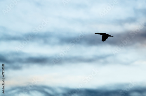 Double-Crested Cormorant Silhouetted in the Evening Sky As It Flies