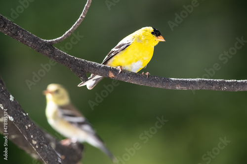Pair of American Goldfinch Perched in a Tree © rck