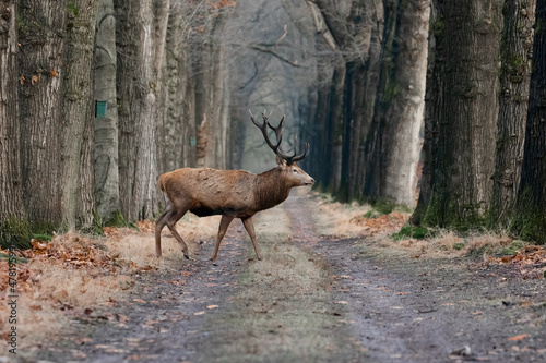 Red deer crossing the road at the veluwe.