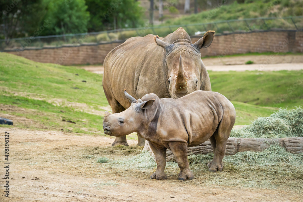 Southern White Rhinoceros at the Safari Zoo Southern White Rhinoceros at the Safari Zoo