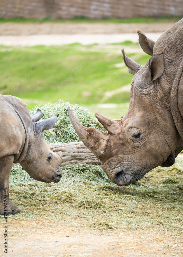 Fototapeta premium Southern White Rhinoceros at the Safari Zoo