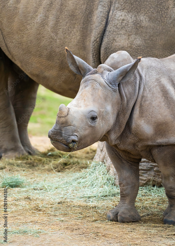 Obraz premium Southern White Rhinoceros at the Safari Zoo