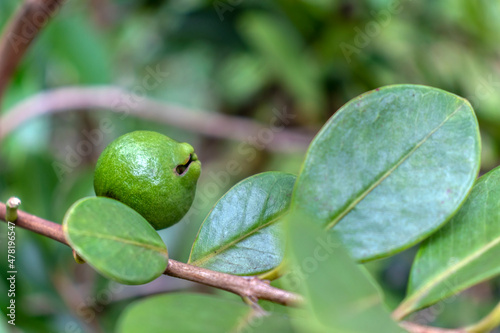 Selective focus of fruit of an araçá or Cattley guava with the scientific name (Psidium cattleianum). Used in human food and in the manufacture of other products,