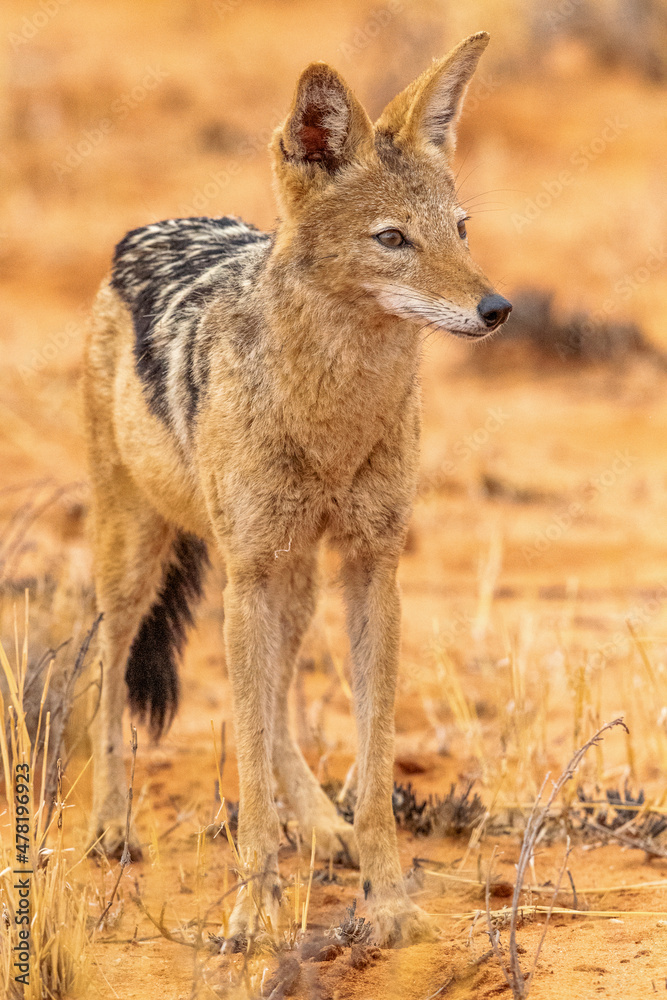 Black-backed Jackalin the Kgalagadi Black-backed Jackalin the Kgalagadi