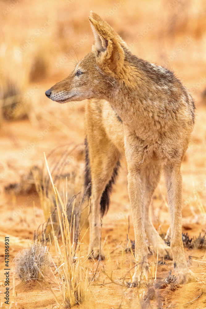 Black-backed Jackalin the Kgalagadi