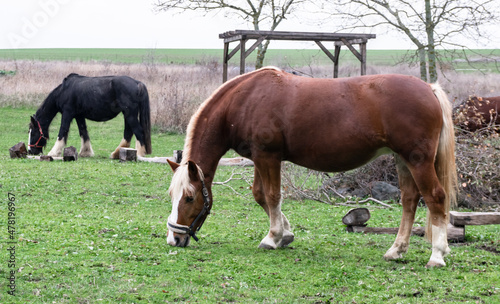 Horses graze freely on a green meadow