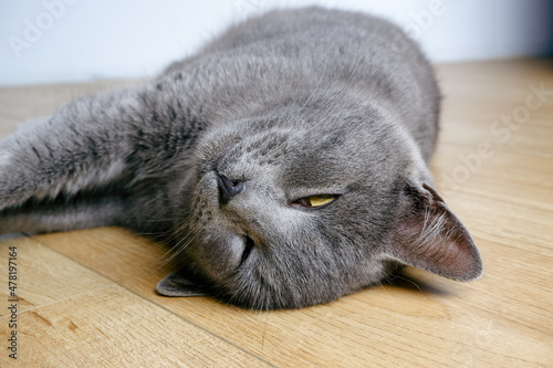 A lazy cat lies on a warm floor. The gray British cat is resting near the fireplace.