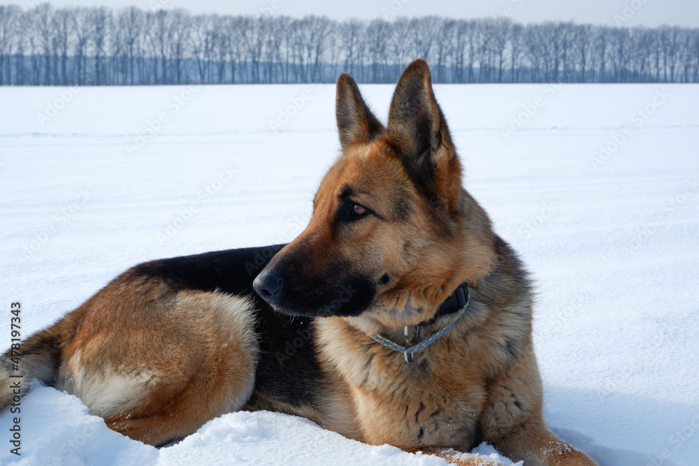Winter portrait of the Dog. German shepherd dog lies in the snow. Walking with the animal in winter. Winter portrait of the Dog. German shepherd dog lies in the snow. Walking with the animal in winter.