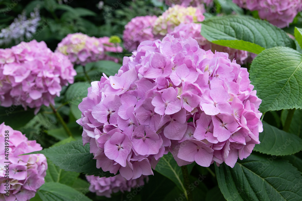 Lovely delicate blooming ball pink-lilac hydrangeas. Spring summer flowers in the garden