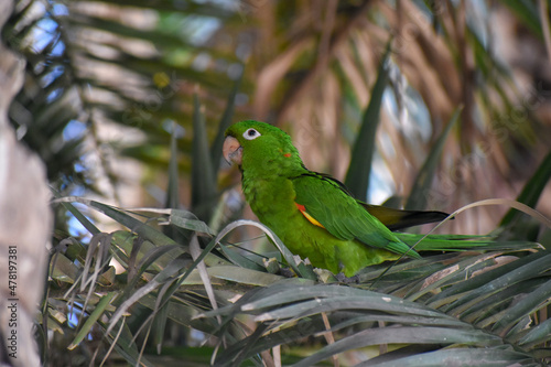 white-eyed parakeet or white-eyed conure (Psittacara leucophthalmus) photo