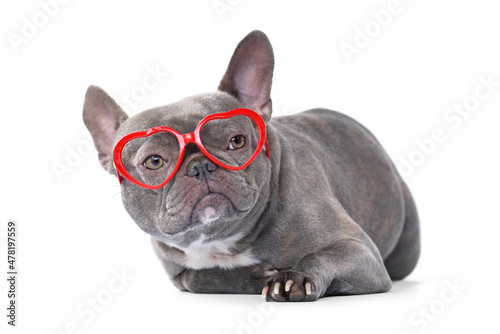 French Bulldog dog wearing red heart shaped Valentine's day glasses on white background © Firn