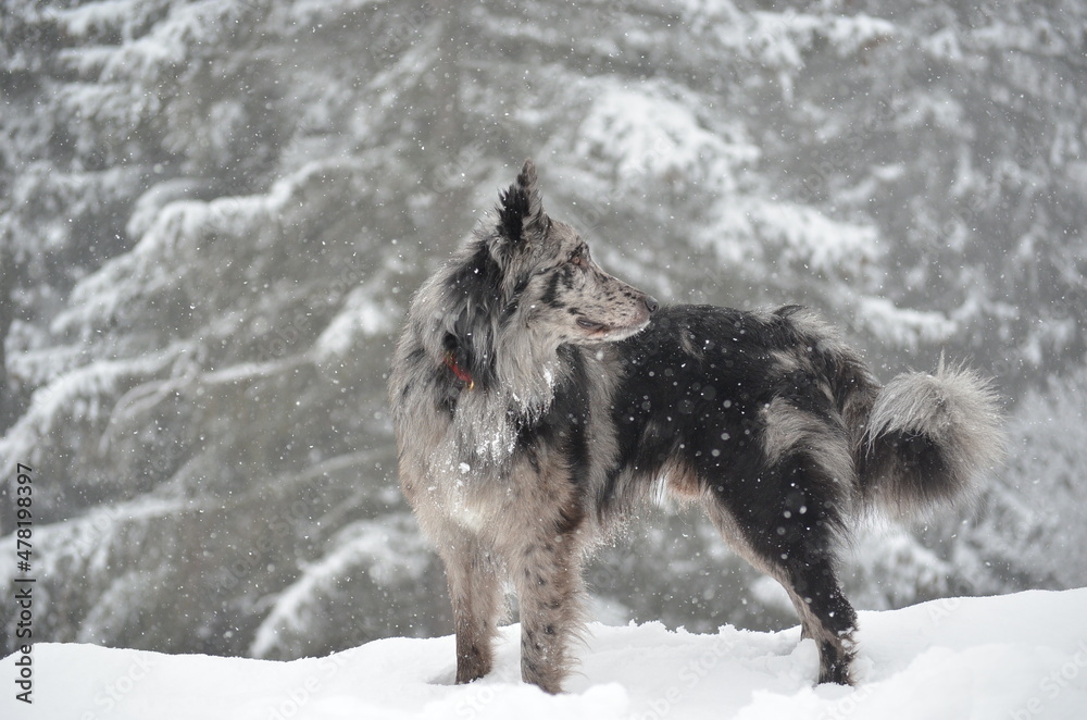 Fototapeta premium a mountain dog